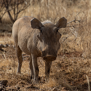 Samburu - Warthog